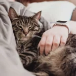 Son chien, son chat