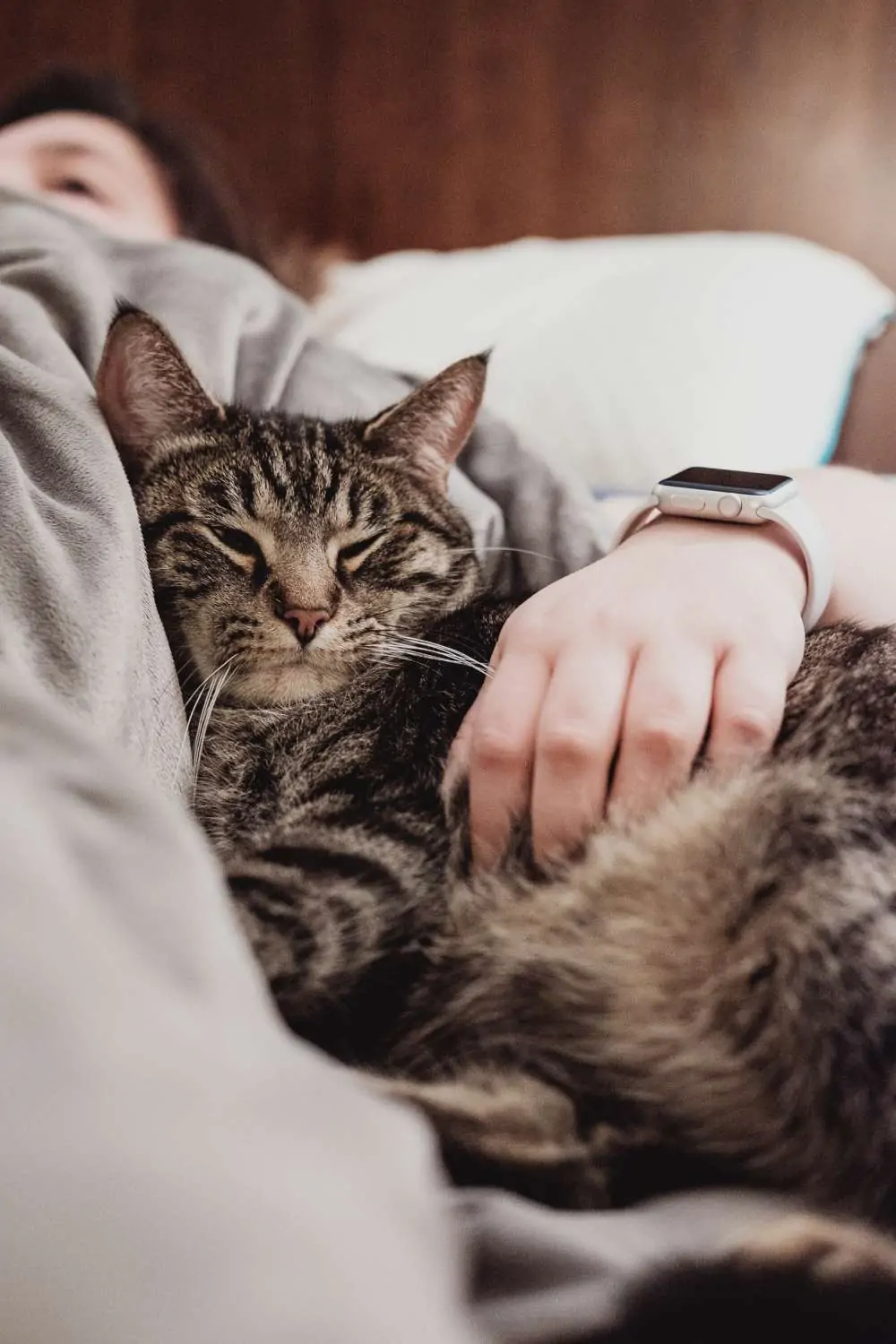 Chat blotti contre une personne allongée